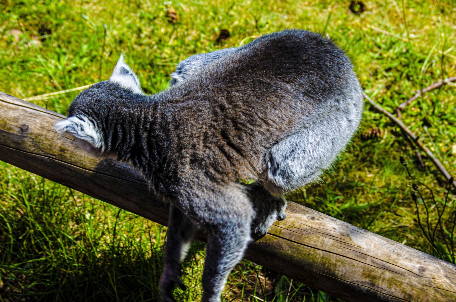 Nikon D5100 sample photo. Lemur, black lemur, mammals photography