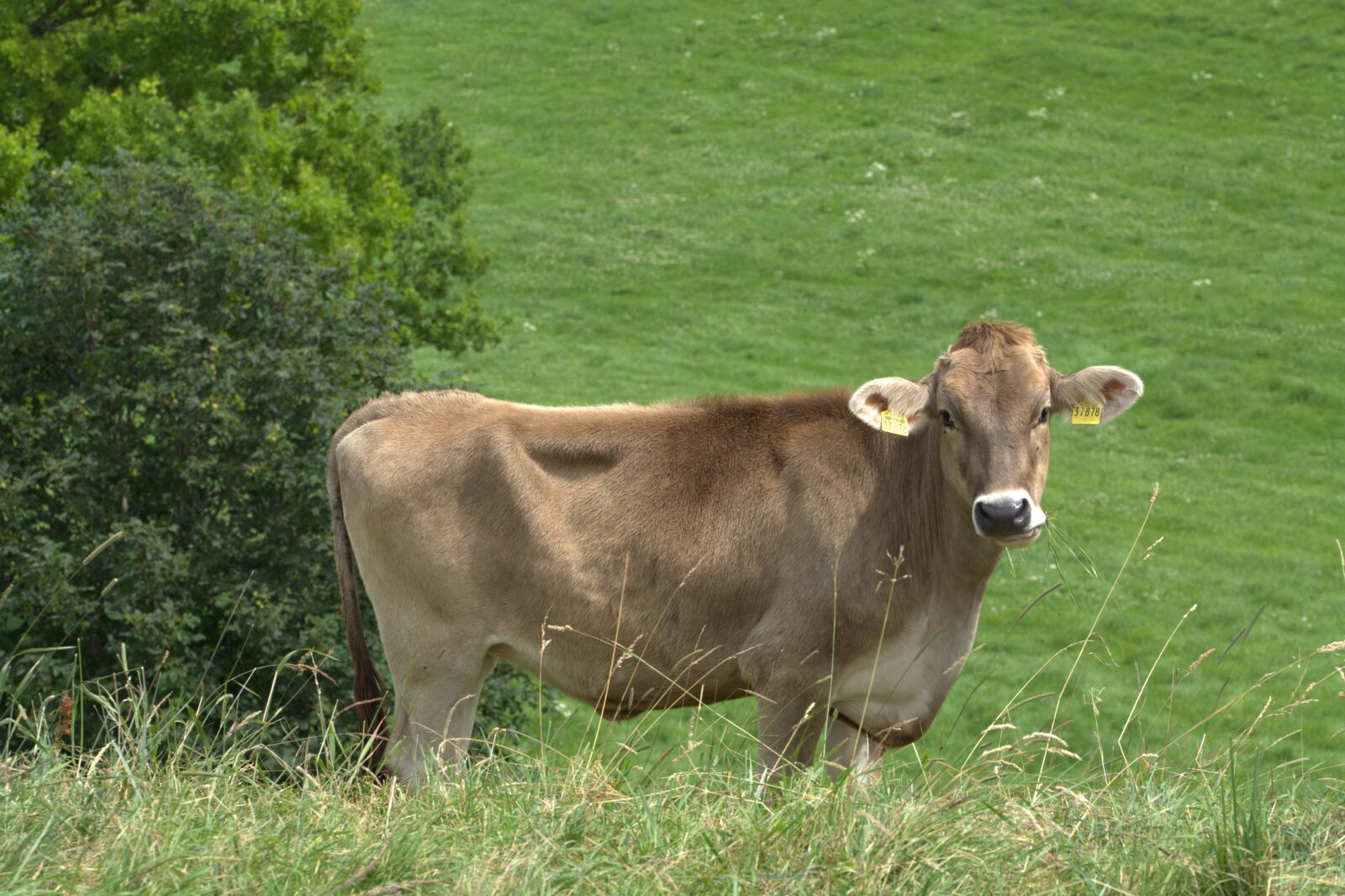 Nikon D5200 sample photo. Alps rind, cow, beef photography
