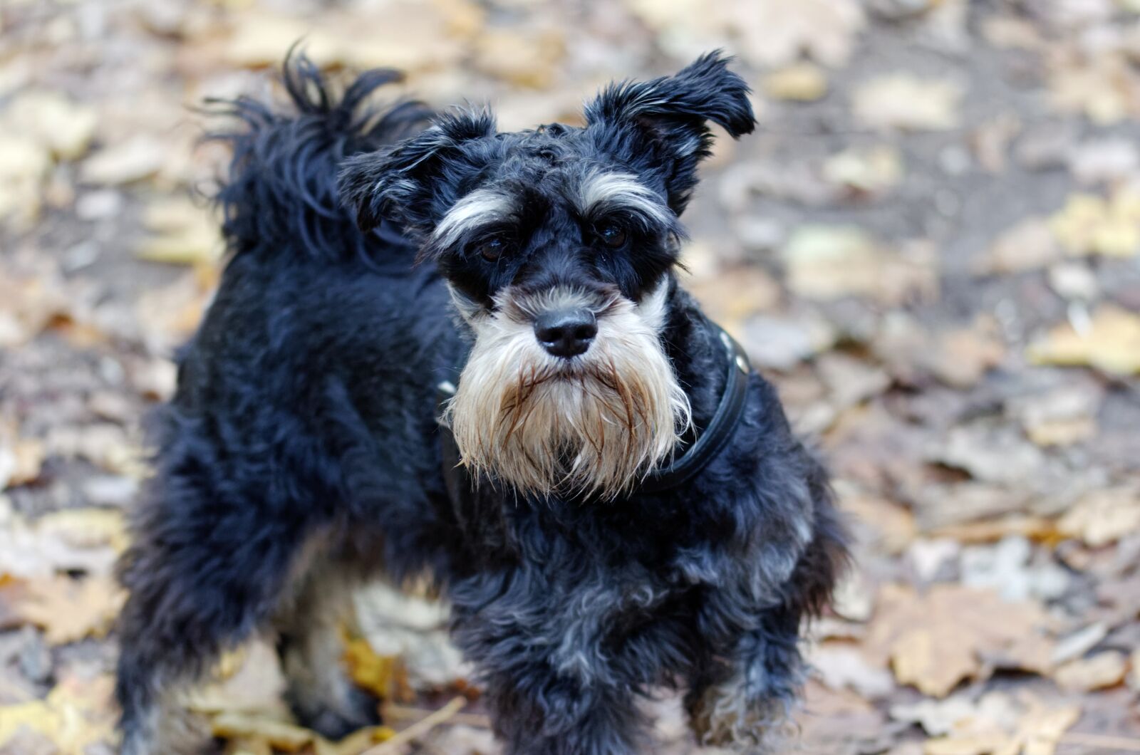 Nikon D5100 sample photo. Dog, fur, black photography
