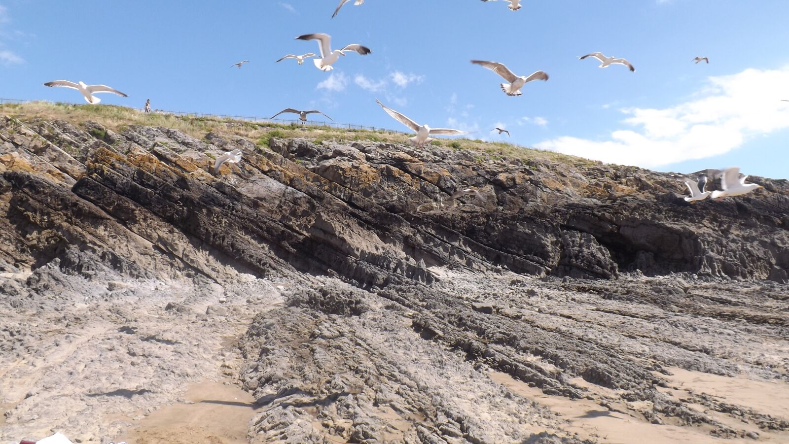 Fujifilm FinePix S4400 sample photo. Seagull, ocean, beach photography