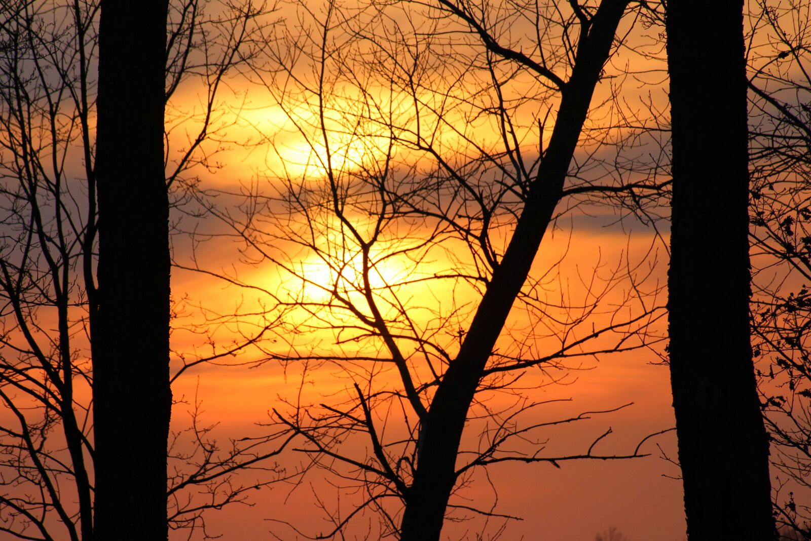 Canon EOS 1200D (EOS Rebel T5 / EOS Kiss X70 / EOS Hi) sample photo. Evening, sunset, tree photography