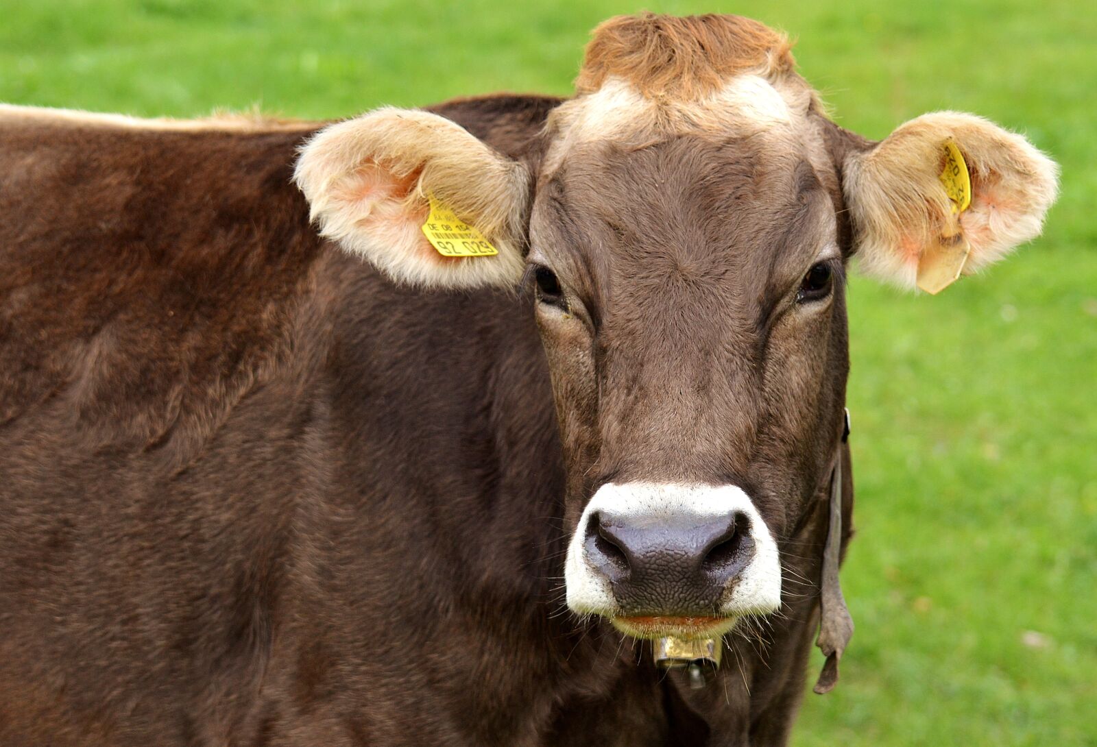Nikon D3200 sample photo. Cow, allgäu, cows photography
