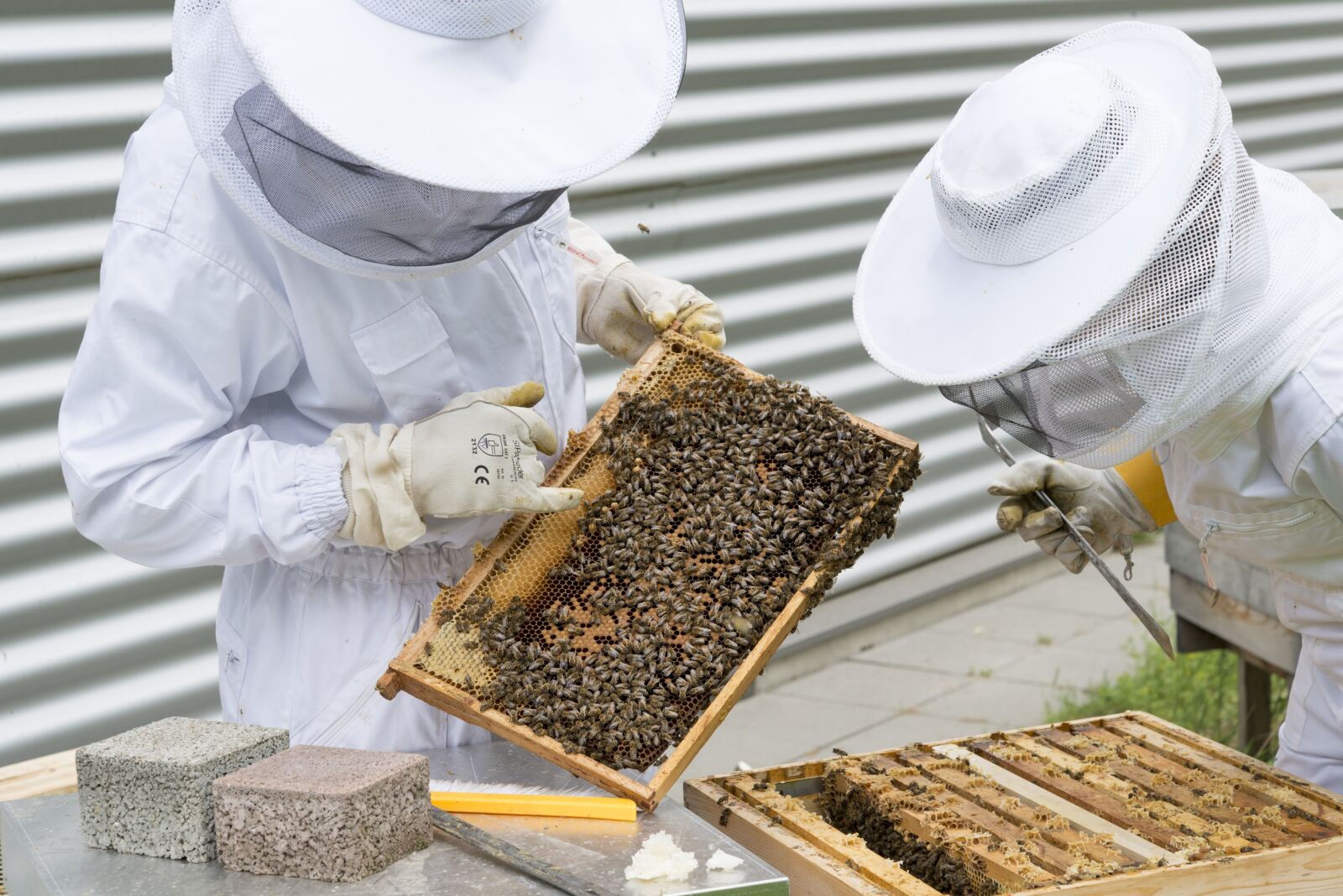 Nikon D800 sample photo. Beekeeper, bees, beehive photography