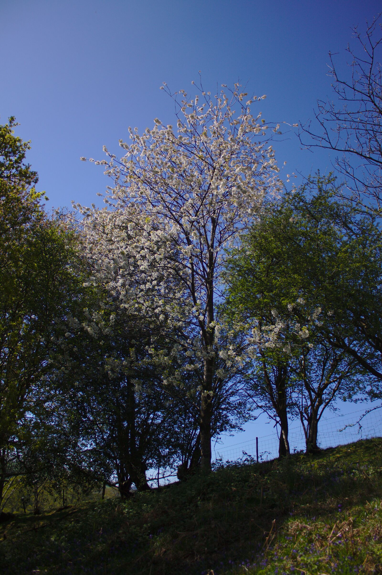 Canon EOS 50D sample photo. Cherry, tree, uk photography