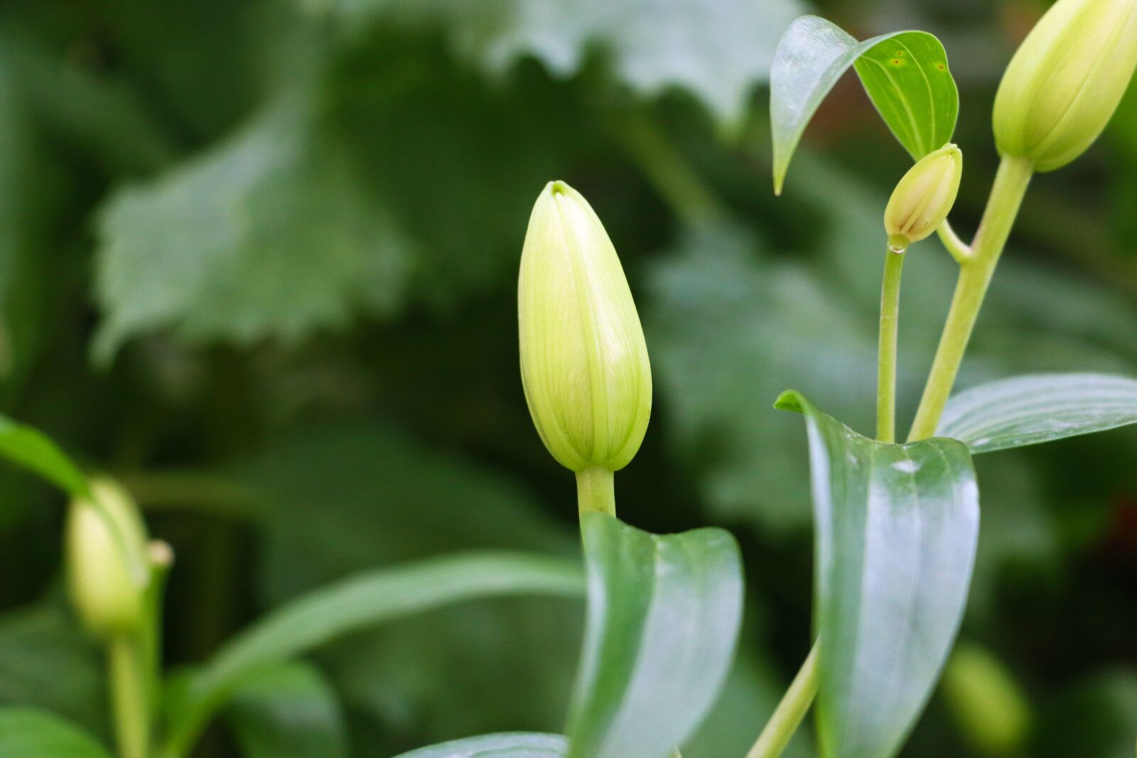 Canon EOS 70D sample photo. Bud, flora, fauna photography