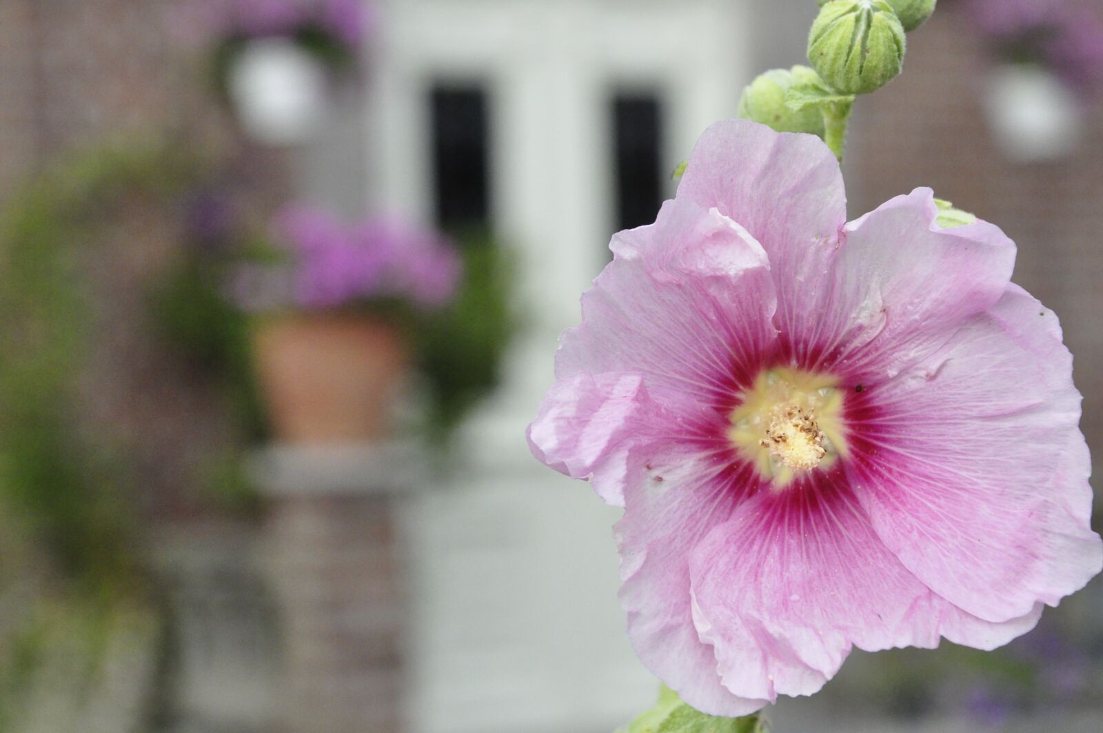 Nikon D5000 sample photo. Flower, plant, nature photography
