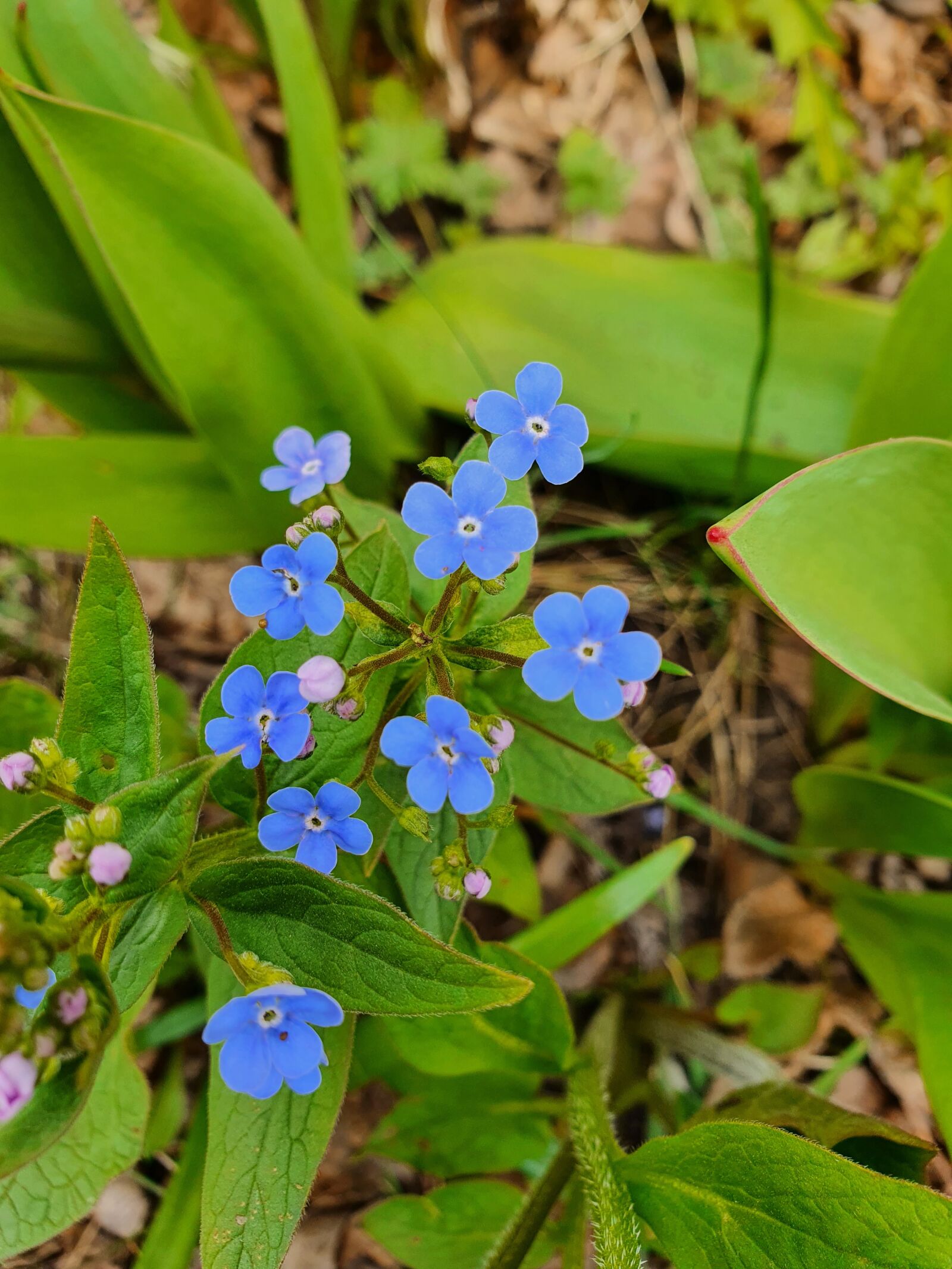 Samsung Galaxy S10 sample photo. Flower, flowers, blue photography