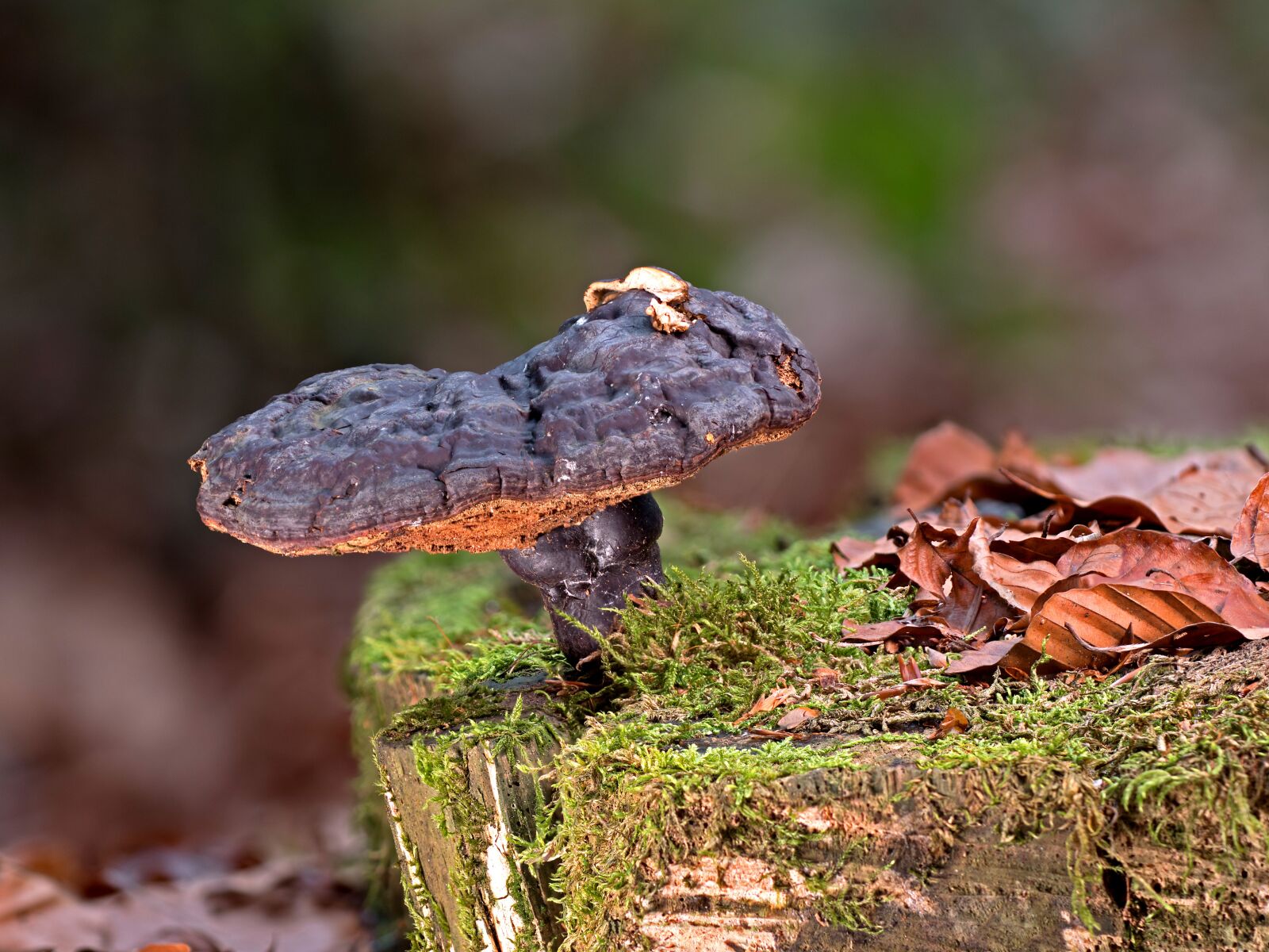 Panasonic Lumix DC-G9 sample photo. Mushroom, tree fungus, moss photography