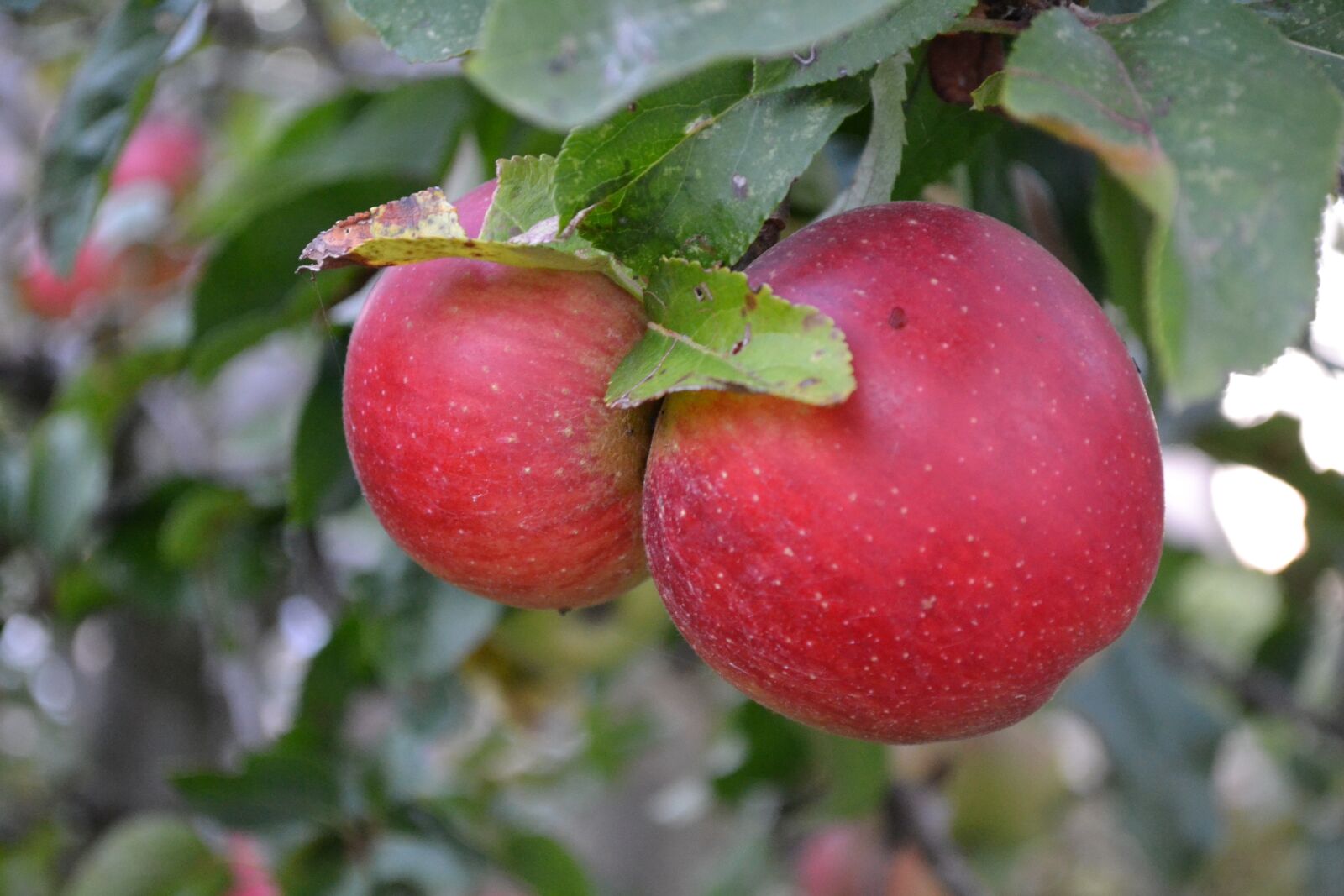 Nikon D3100 sample photo. Apples, fruit, fruits photography