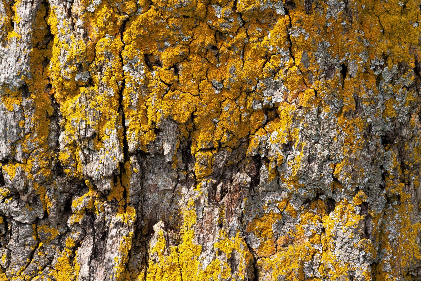 Canon EOS 50D sample photo. Bark, tree, oak photography