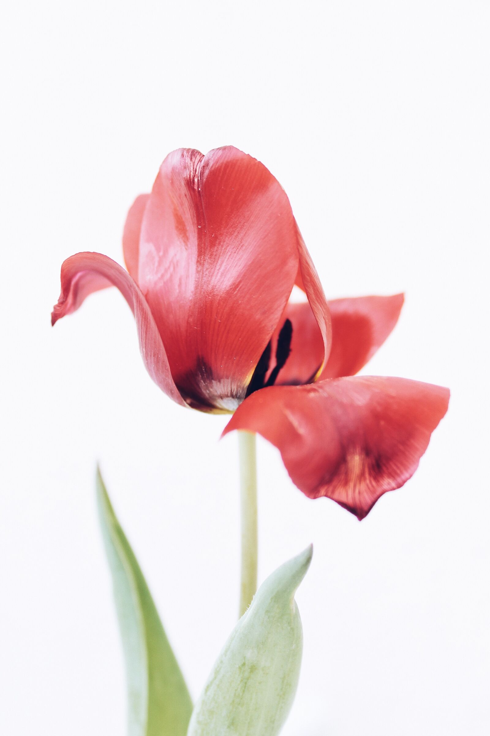 Canon EOS 1100D (EOS Rebel T3 / EOS Kiss X50) sample photo. Tulips, spring, may photography