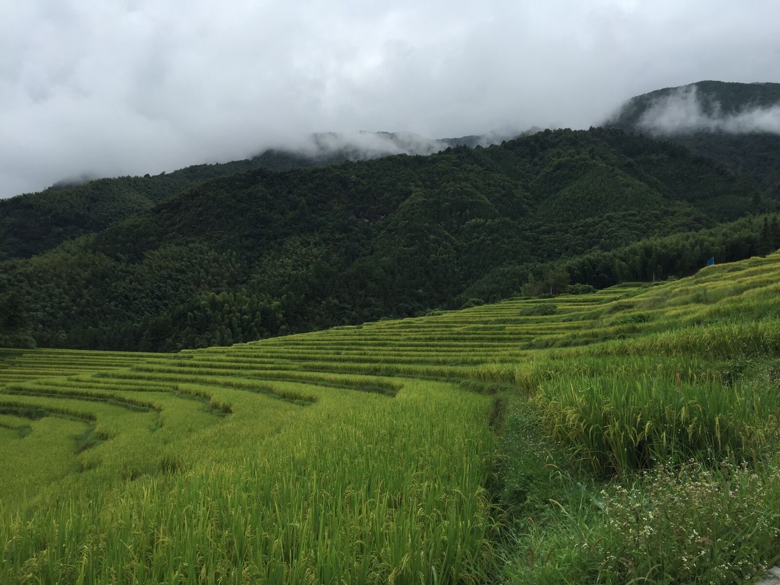 Apple iPhone 6 sample photo. Terrace, farmland, rice photography