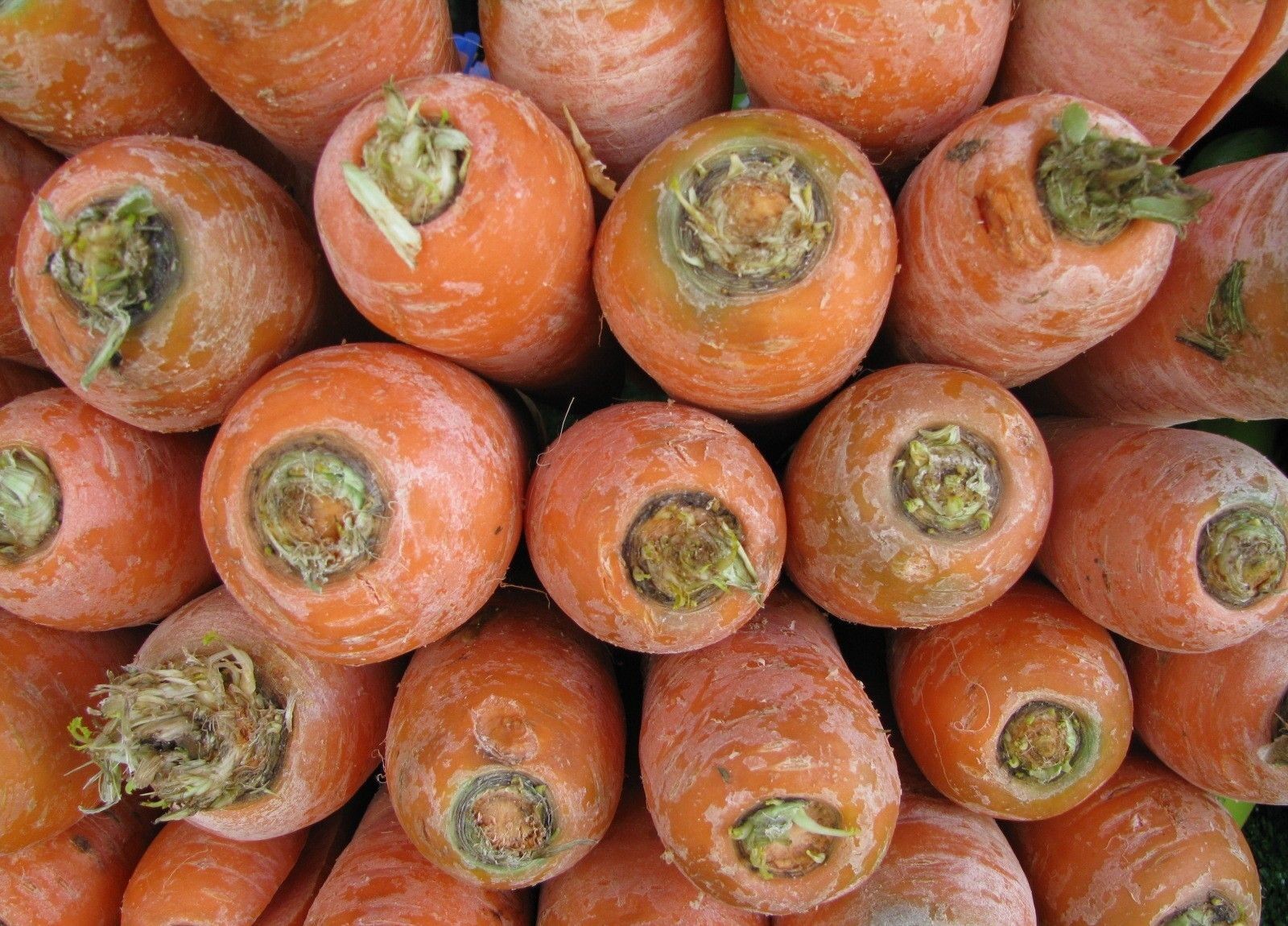 Canon POWERSHOT SX100 IS sample photo. Carrots, unwashed, vegetables photography