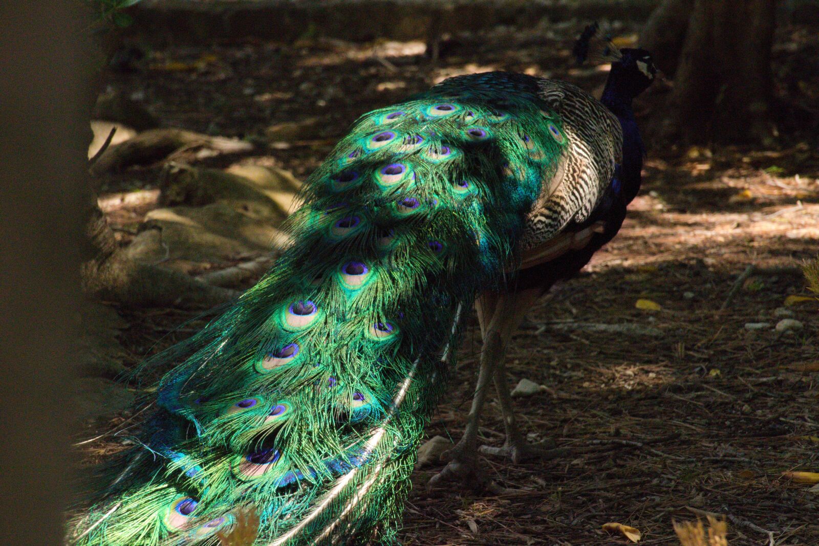 Panasonic Lumix DMC-FZ1000 sample photo. Peacock, feather, iridescent photography