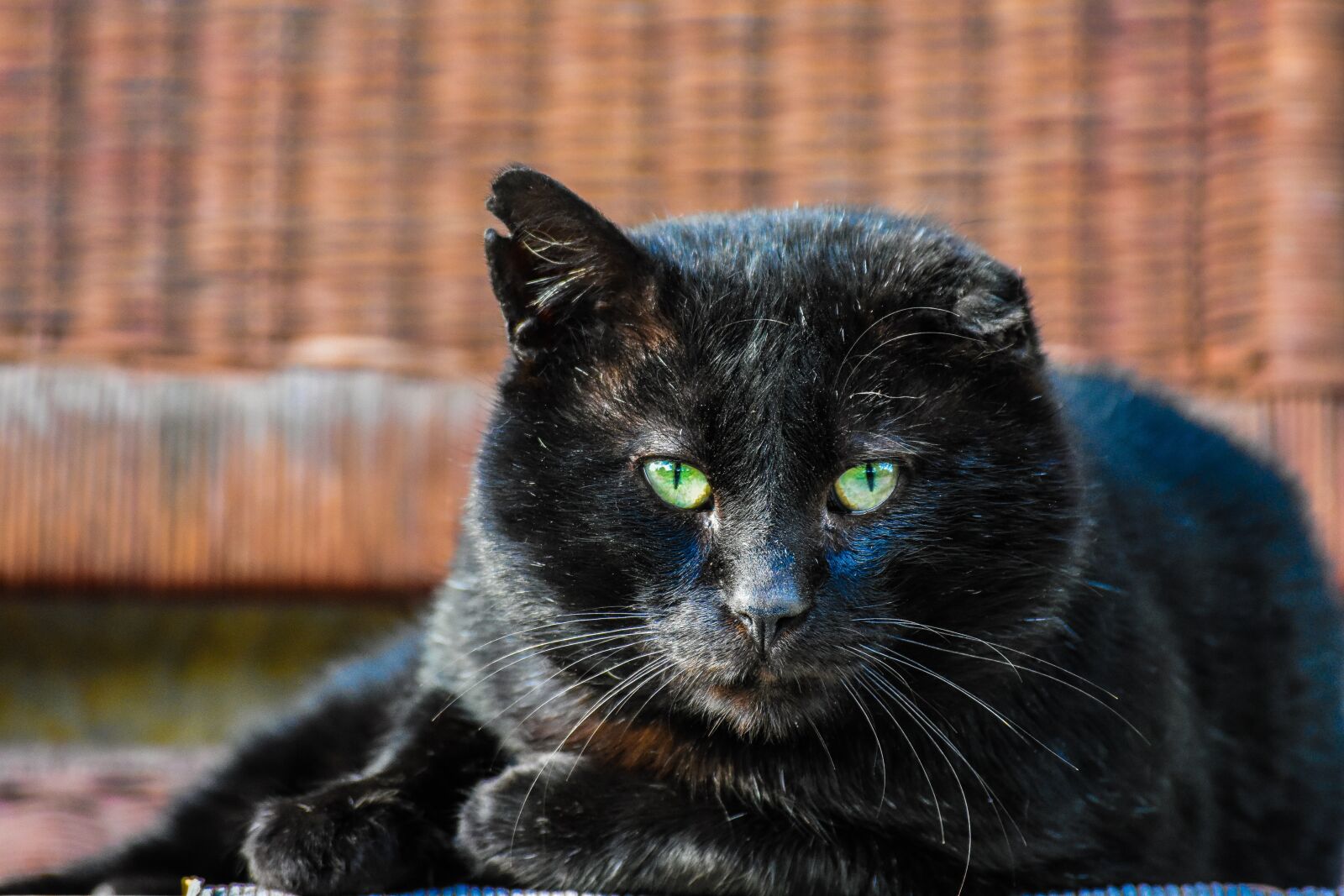 Nikon D3400 sample photo. Cat, black, eyes photography