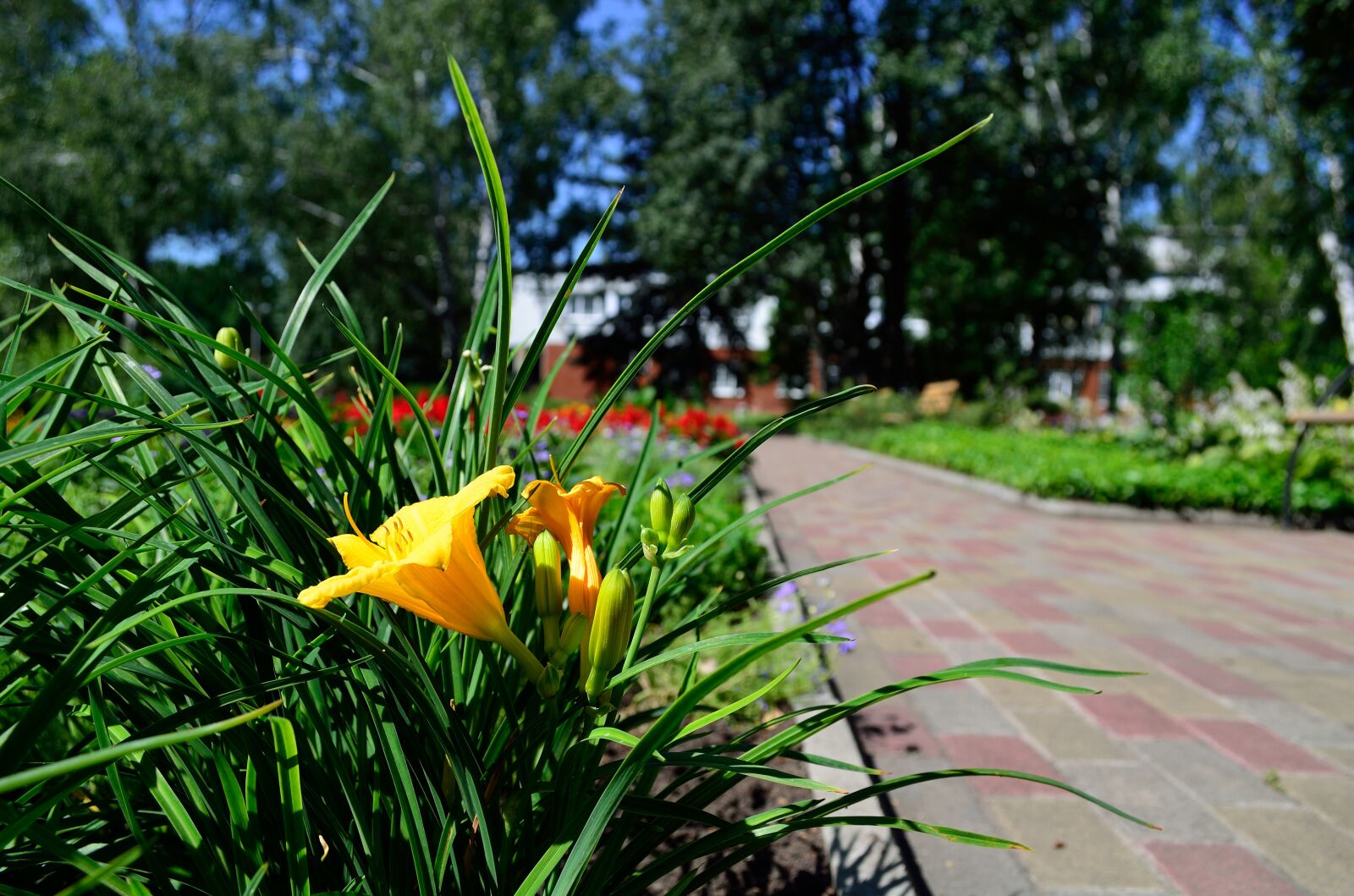 Nikon D5100 sample photo. Flowers, motley grass, nature photography