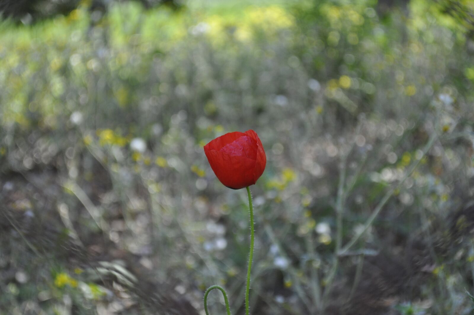 Nikon D5000 sample photo. Nature, flower, outdoor photography