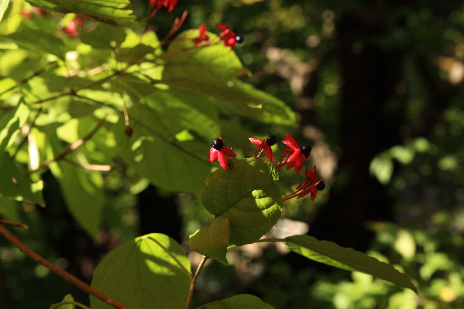 Canon EOS 40D sample photo. Anyone or anything, plants photography