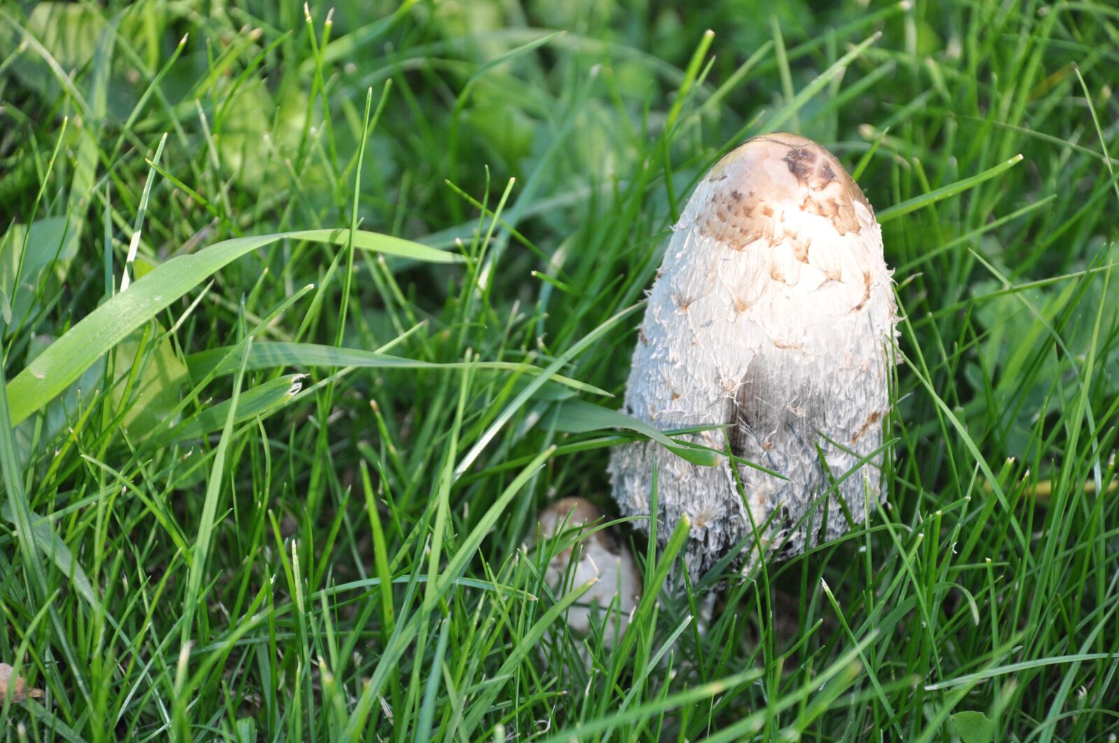 Nikon D90 sample photo. Fungus, poisonous mushroom, forest photography