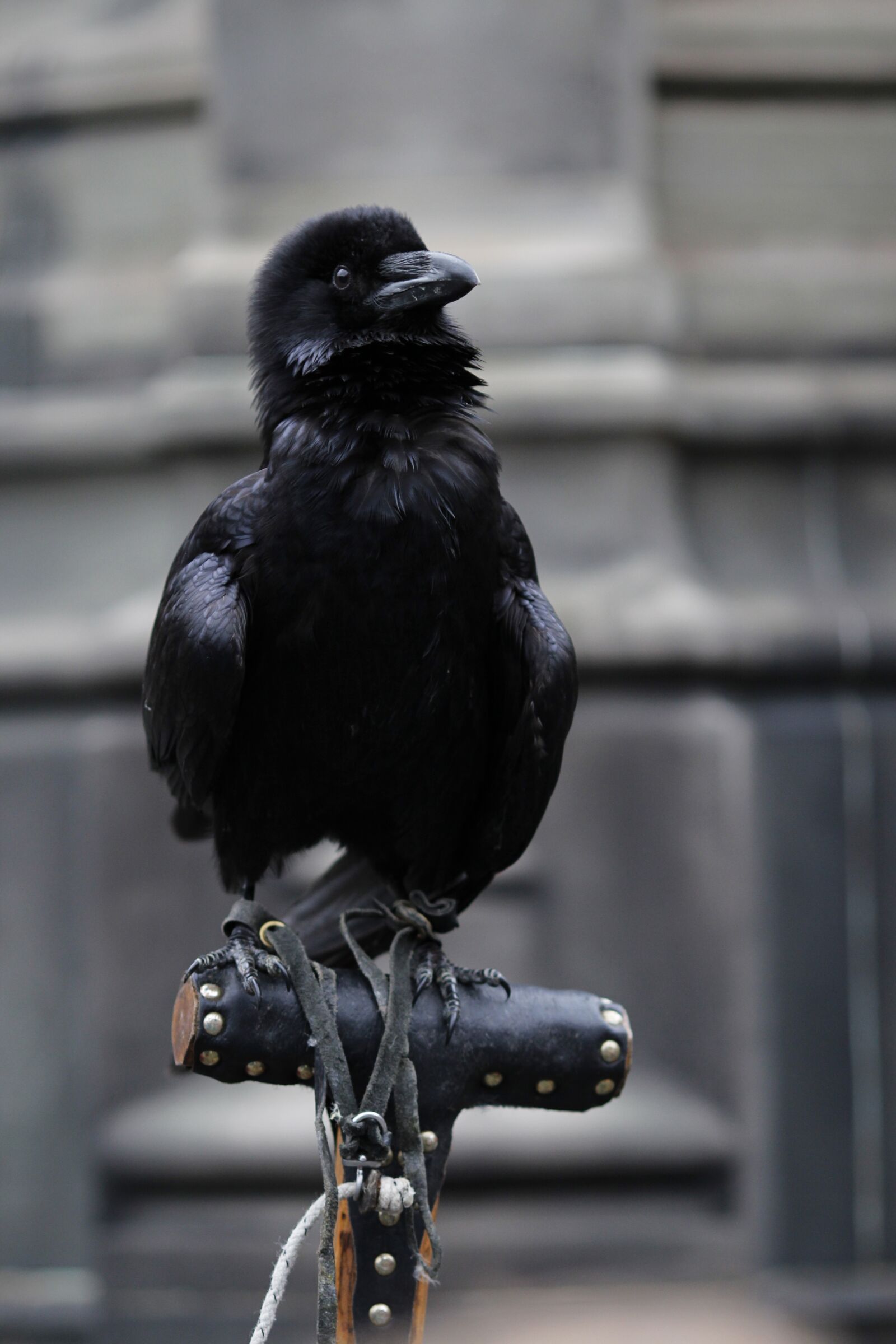 Canon EF 135mm F2L USM sample photo. Raven, bird, raven bird photography