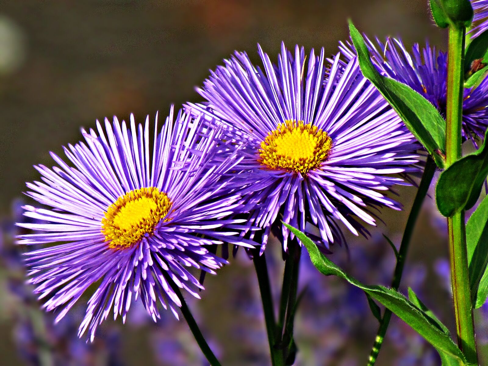 Canon PowerShot SX30 IS sample photo. Flower, aster, astra photography