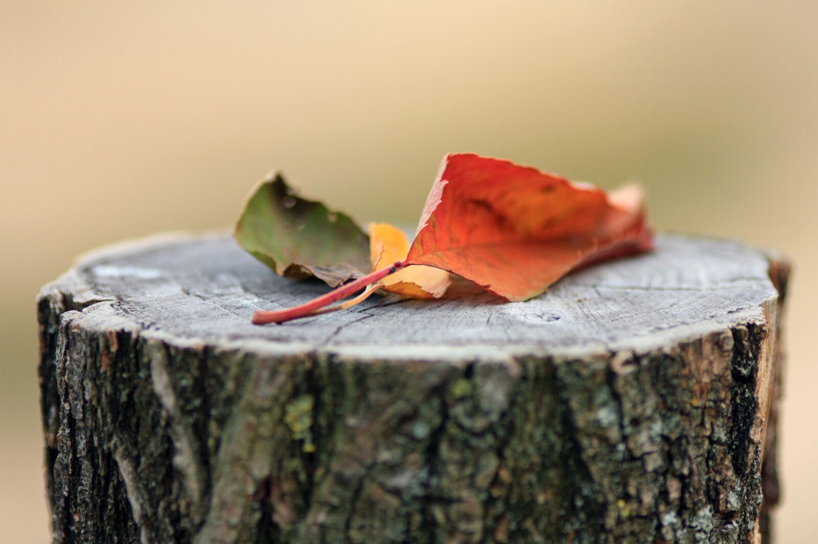 Canon EOS 450D (EOS Rebel XSi / EOS Kiss X2) sample photo. Autumn, foliage, letter photography