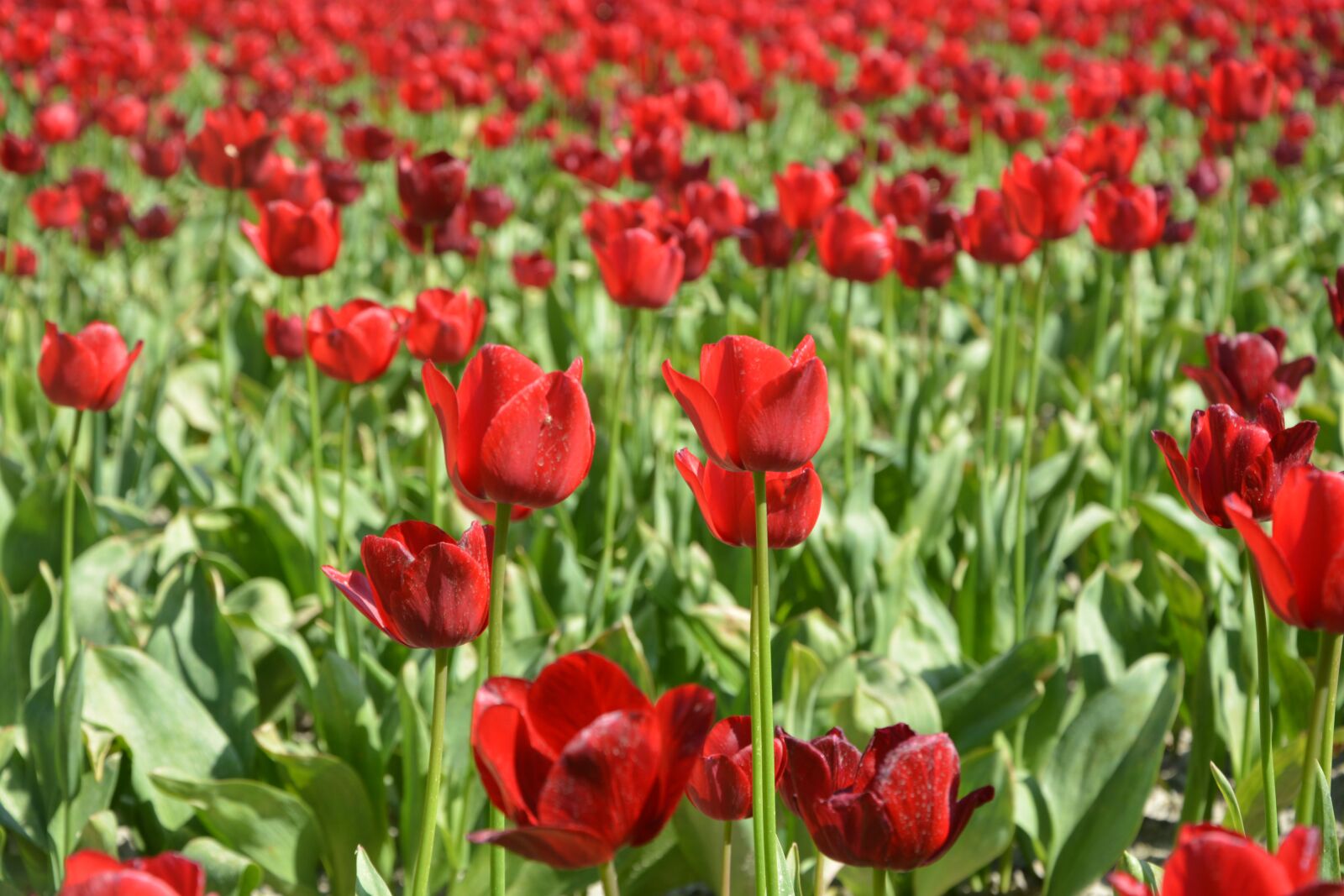 Nikon D5200 sample photo. Tulips, culture of tulips photography