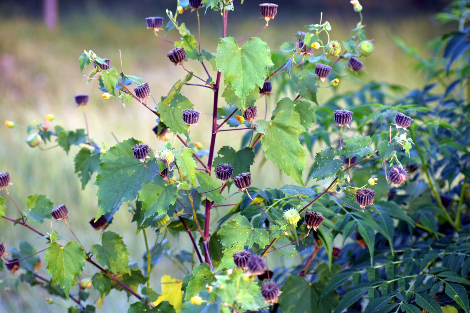 Nikon D5600 sample photo. Wild flowers, ragworts, weed photography