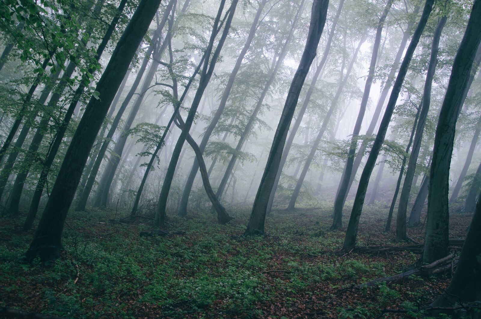Nikon D5100 sample photo. Forest, trees, woods photography