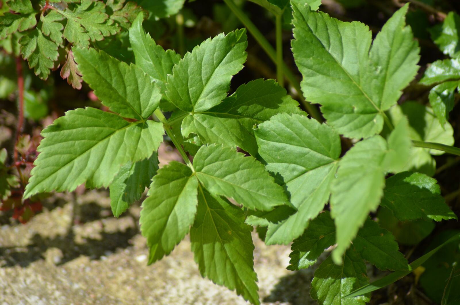 Nikon D5100 sample photo. Leaf, nature, green photography