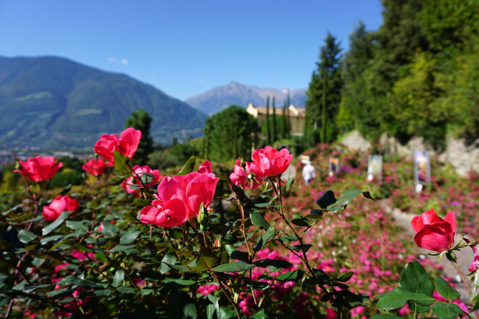 Sony a6000 sample photo. Mountains, castle, roses photography