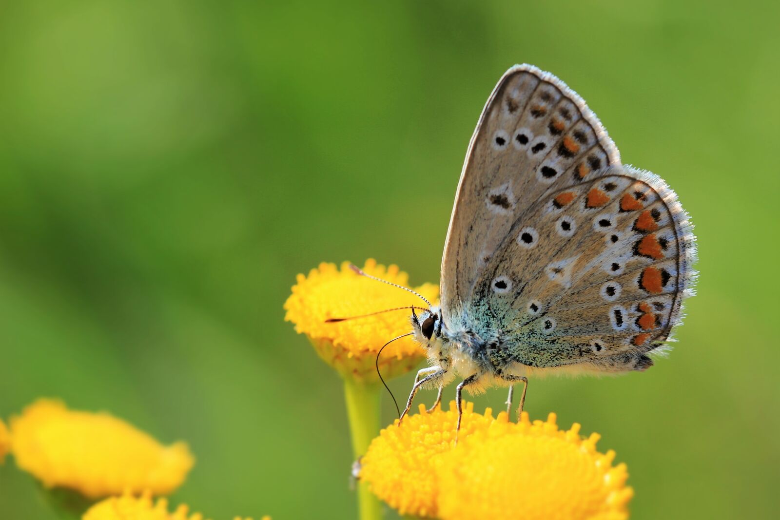 Canon EOS 550D (EOS Rebel T2i / EOS Kiss X4) sample photo. Butterfly, flower, insect photography
