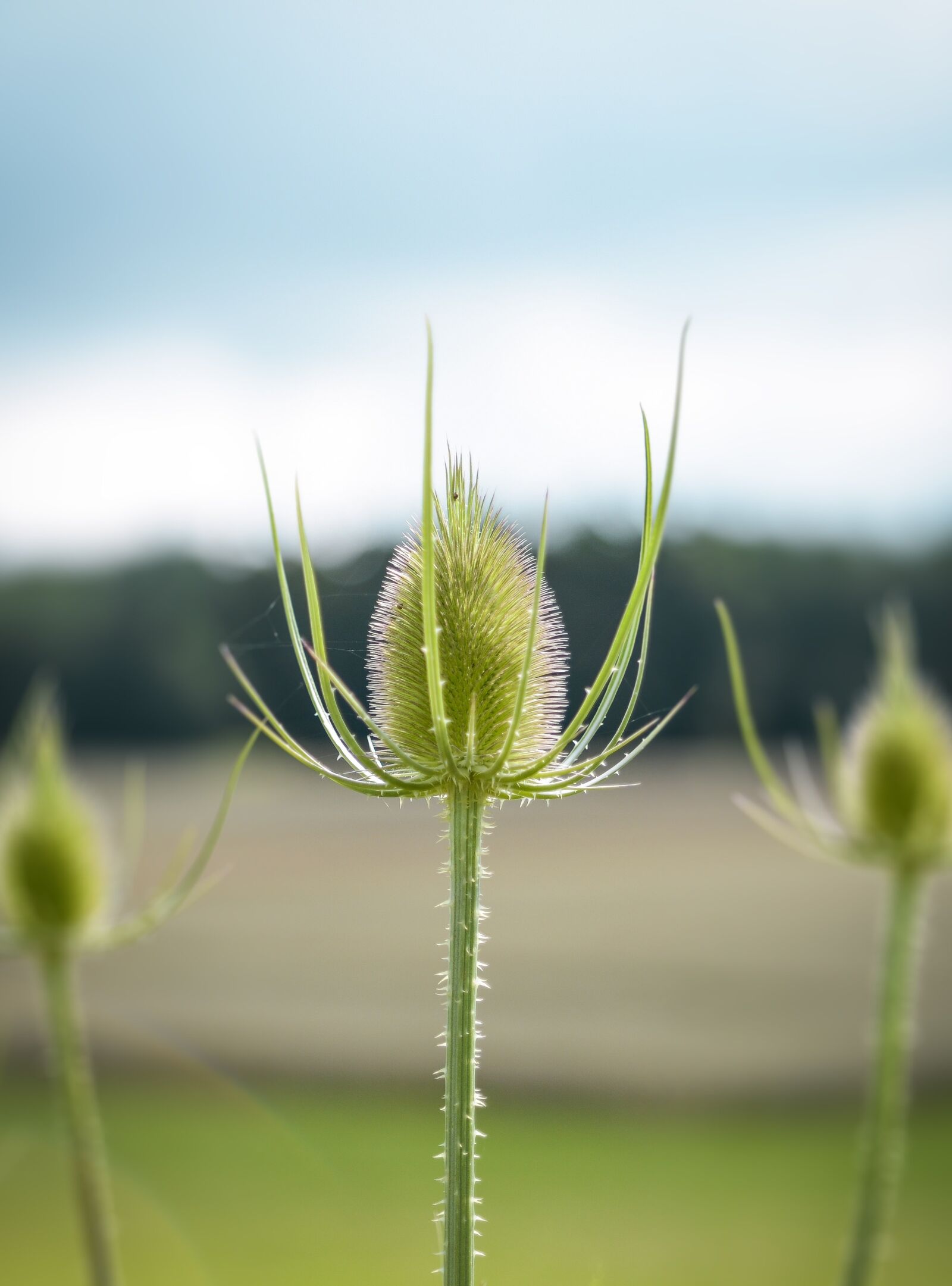 Nikon D800 sample photo. Thistle, burdock, prickly photography