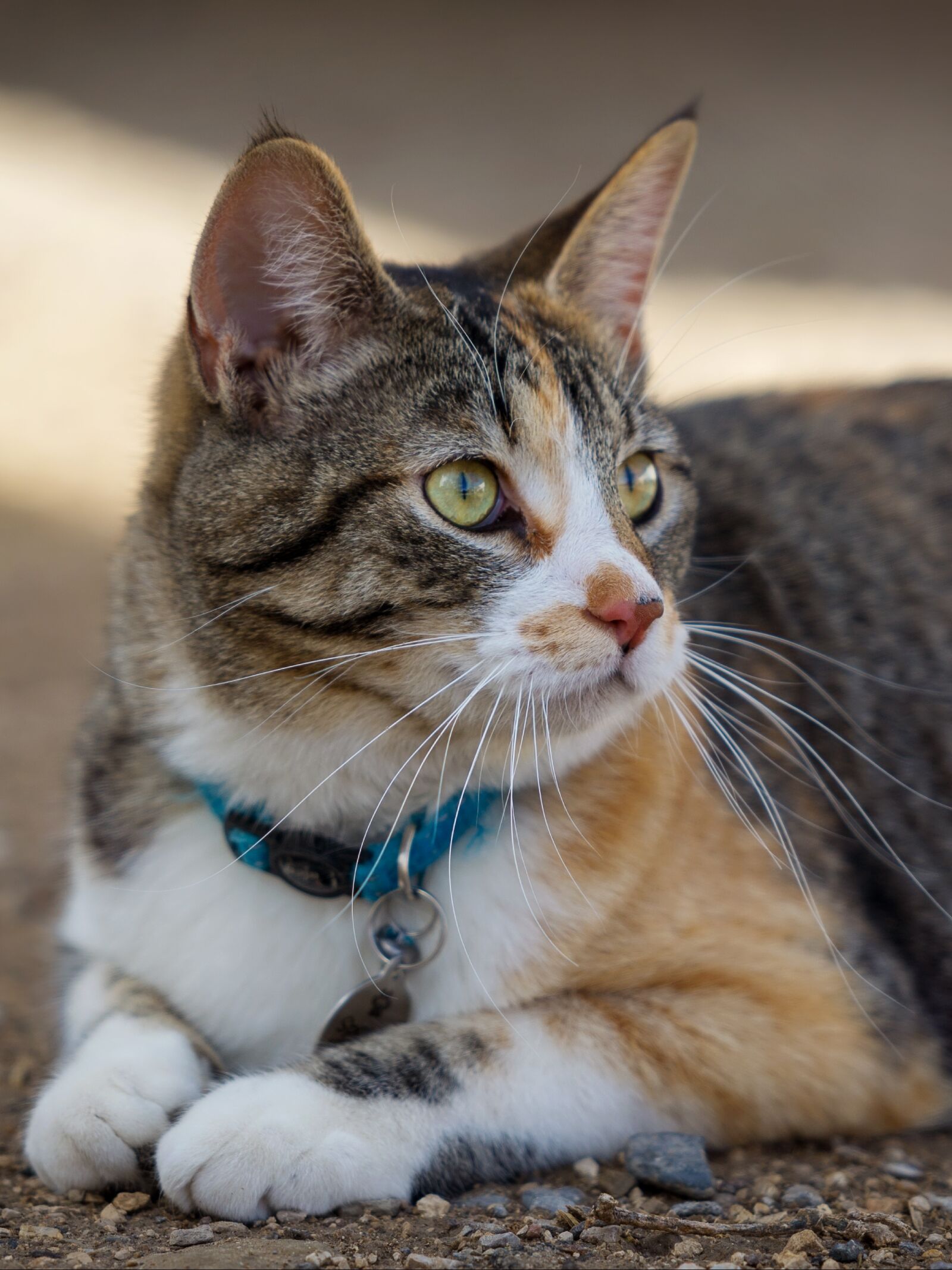 Nikon D7200 sample photo. Cute, animal, cat photography