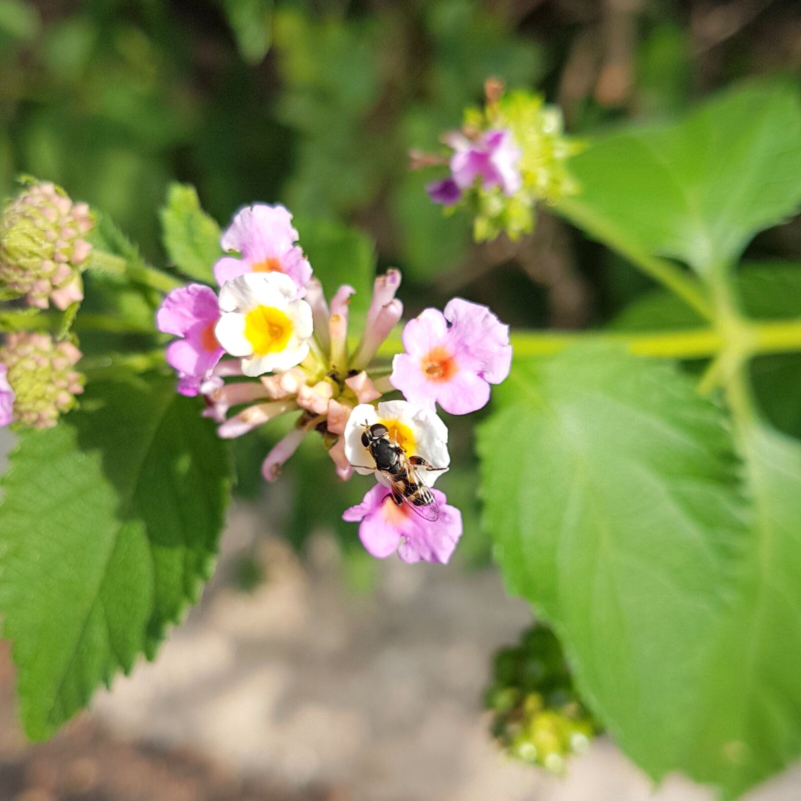 Samsung Galaxy S7 Edge sample photo. Spring, flower, bug photography