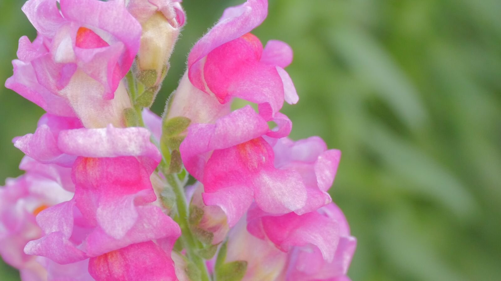 Panasonic Lumix DMC-GH4 sample photo. Flower, snap dragon, green photography