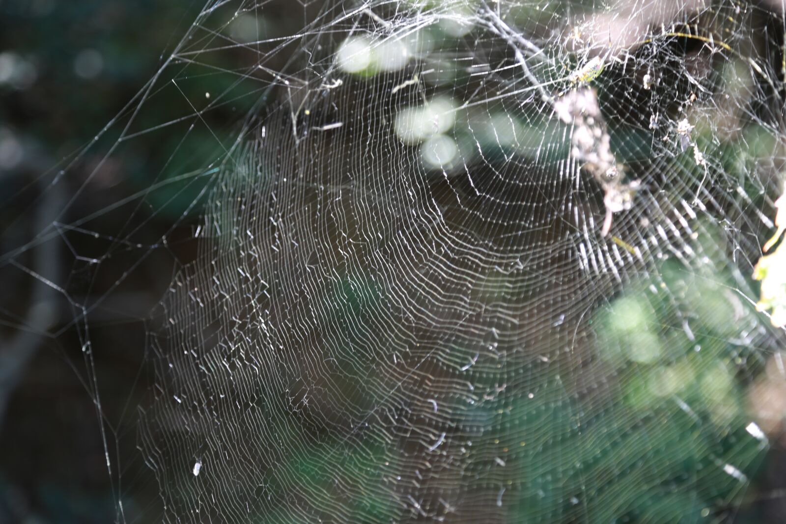 Canon EOS 6D sample photo. Spider, spider web, nature photography