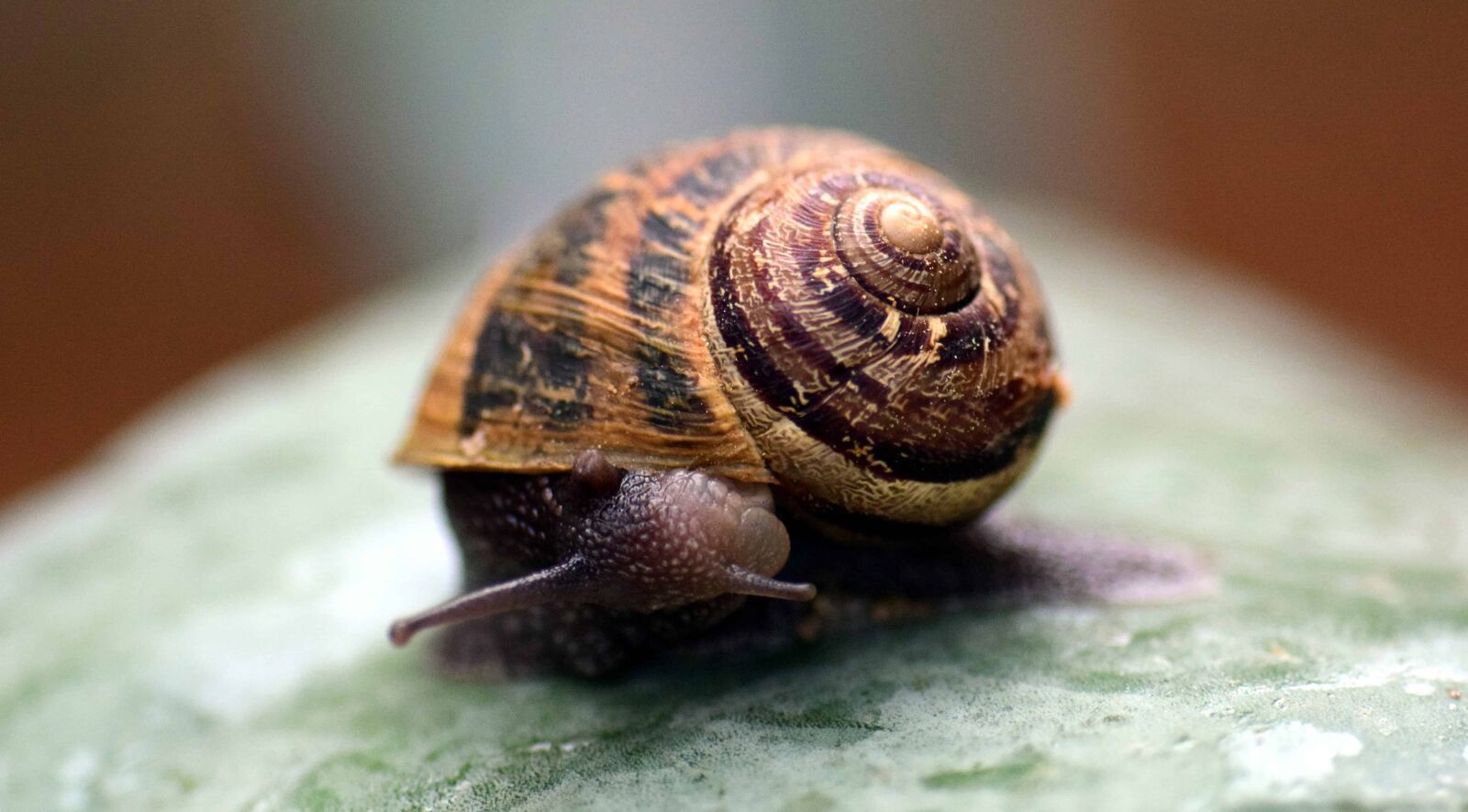 Nikon D3300 sample photo. Animal, invertebrate, brown, shell photography