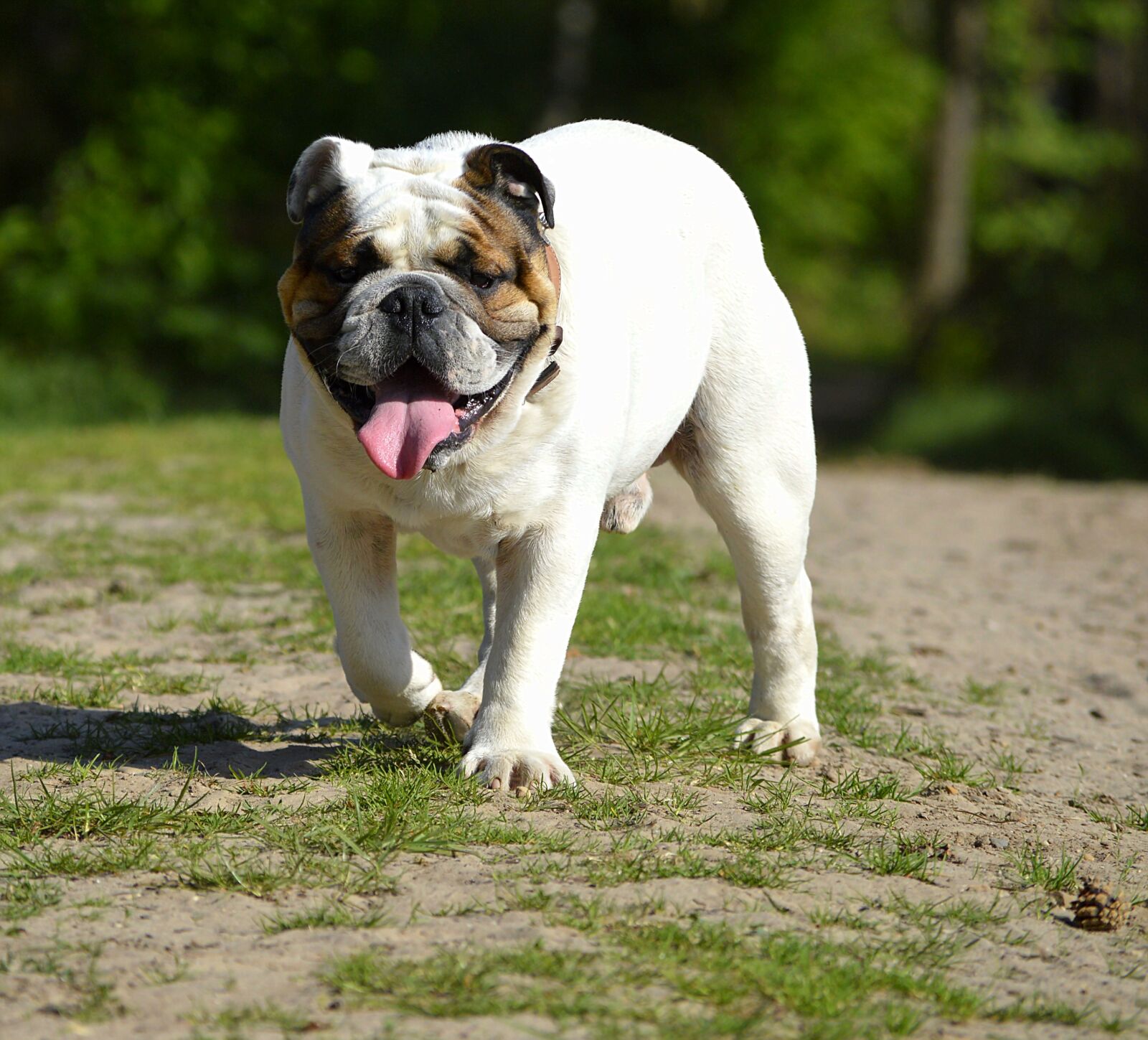 Nikon D3200 sample photo. Bulldog, pet, cute photography