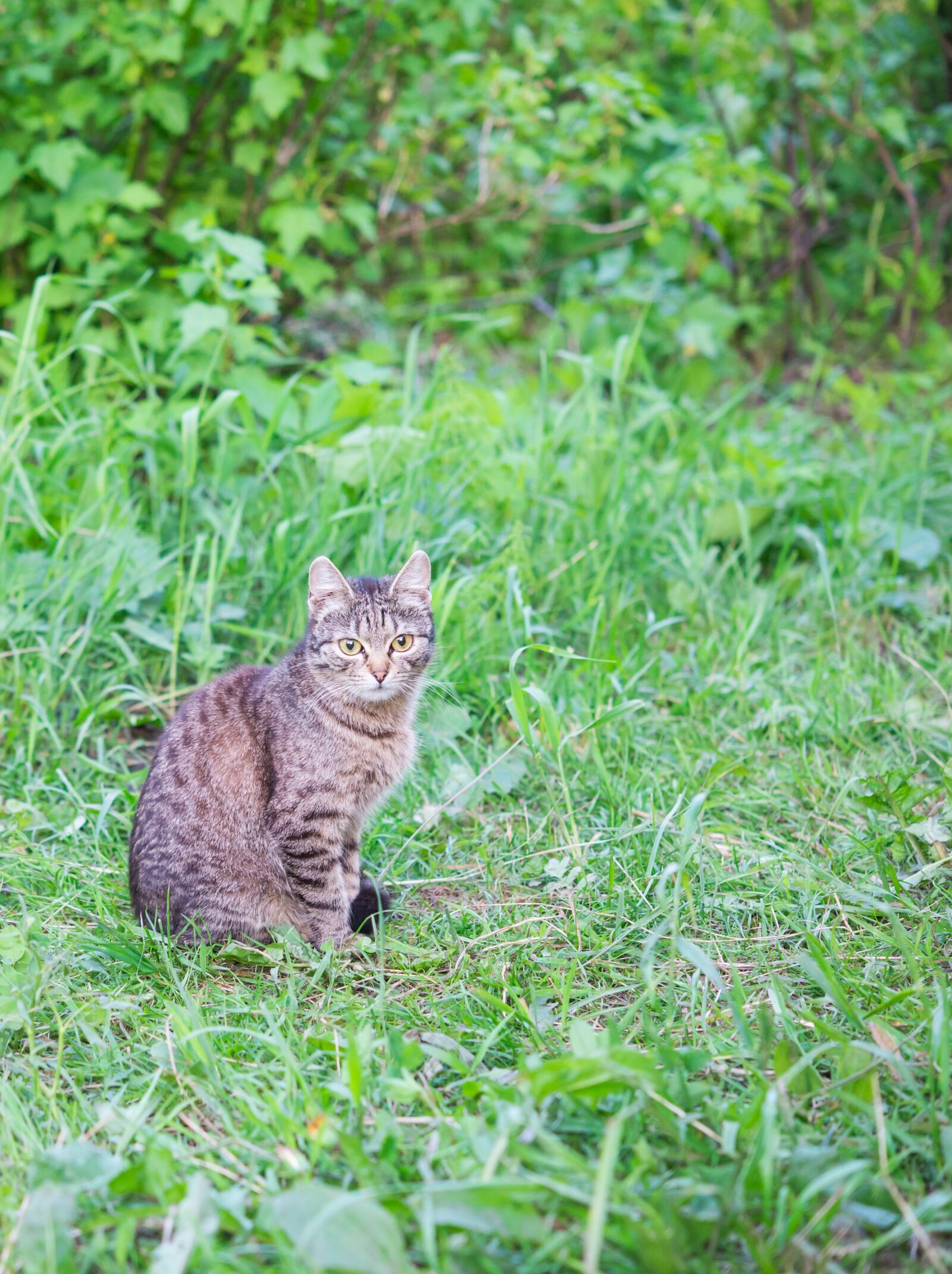 Nikon D600 sample photo. Cat, summer, pet photography