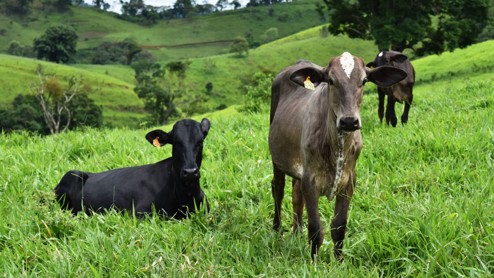 Nikon D5500 sample photo. Cow, boi, herd photography