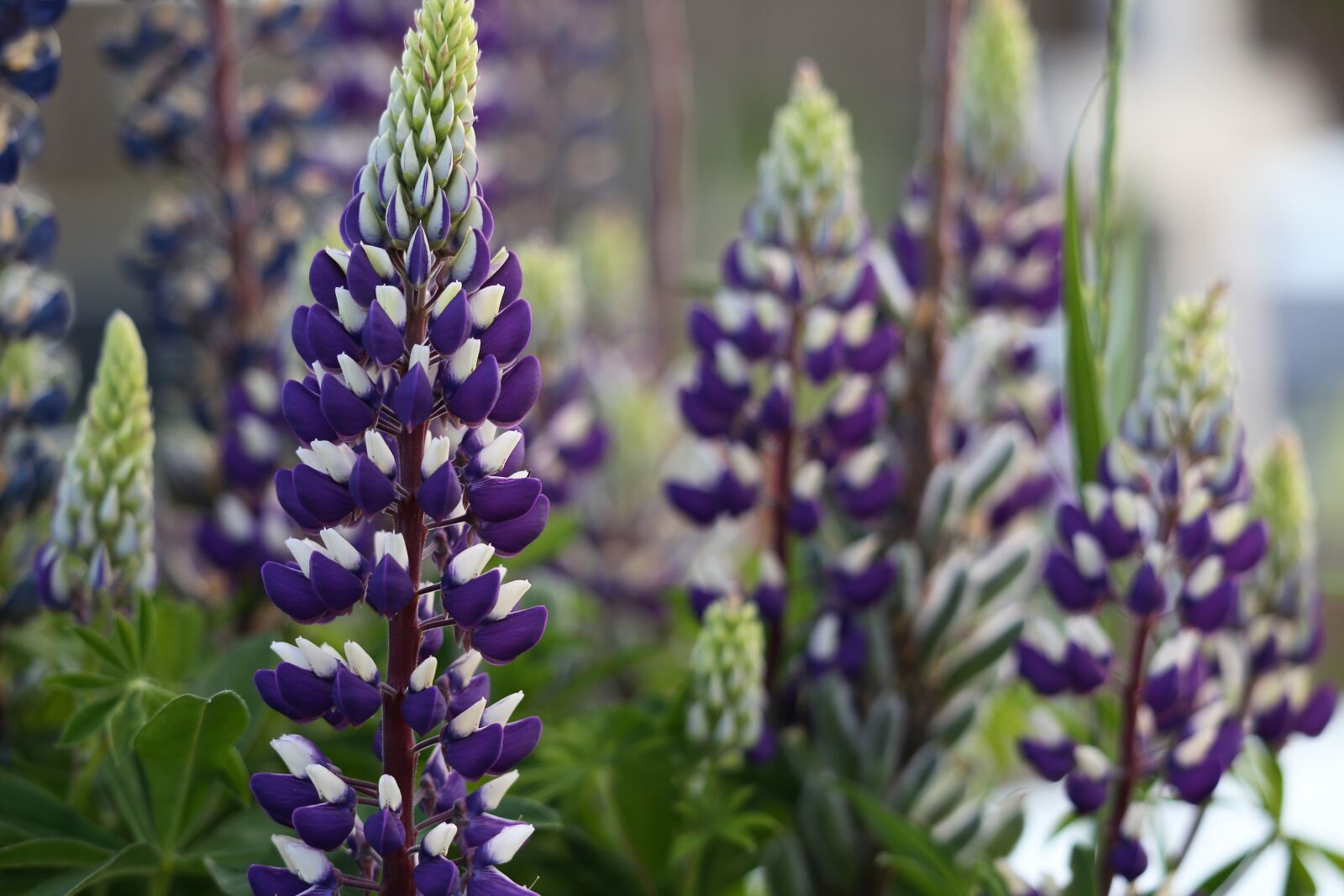 Canon EOS 6D sample photo. Lupinus, flowers, white photography