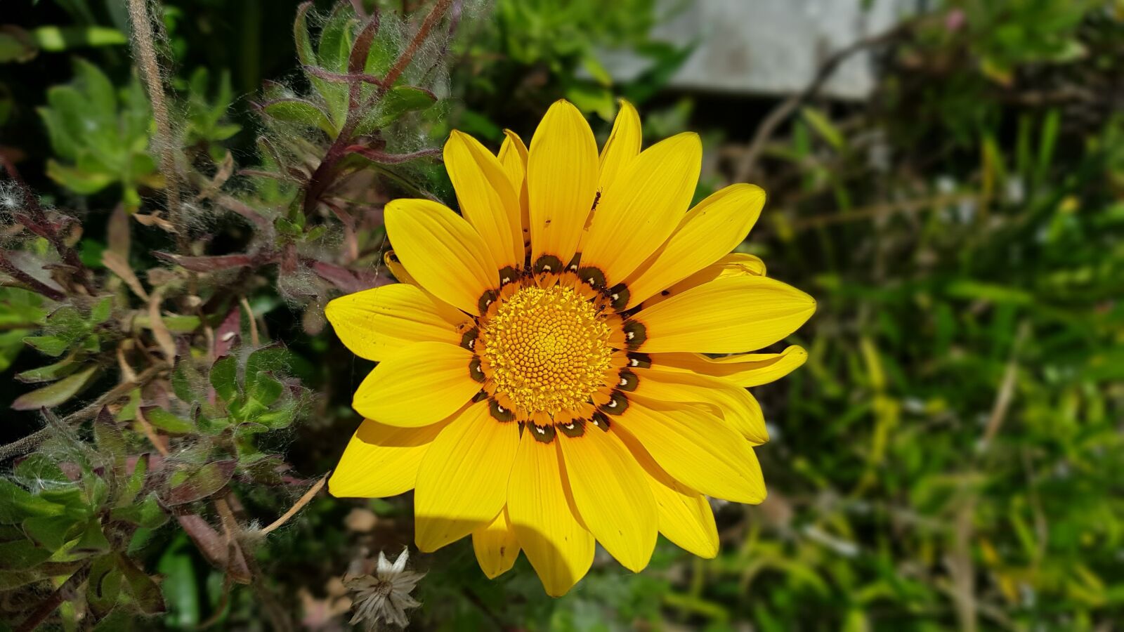 Samsung Galaxy S8 sample photo. Flor, margarita, naturaleza photography