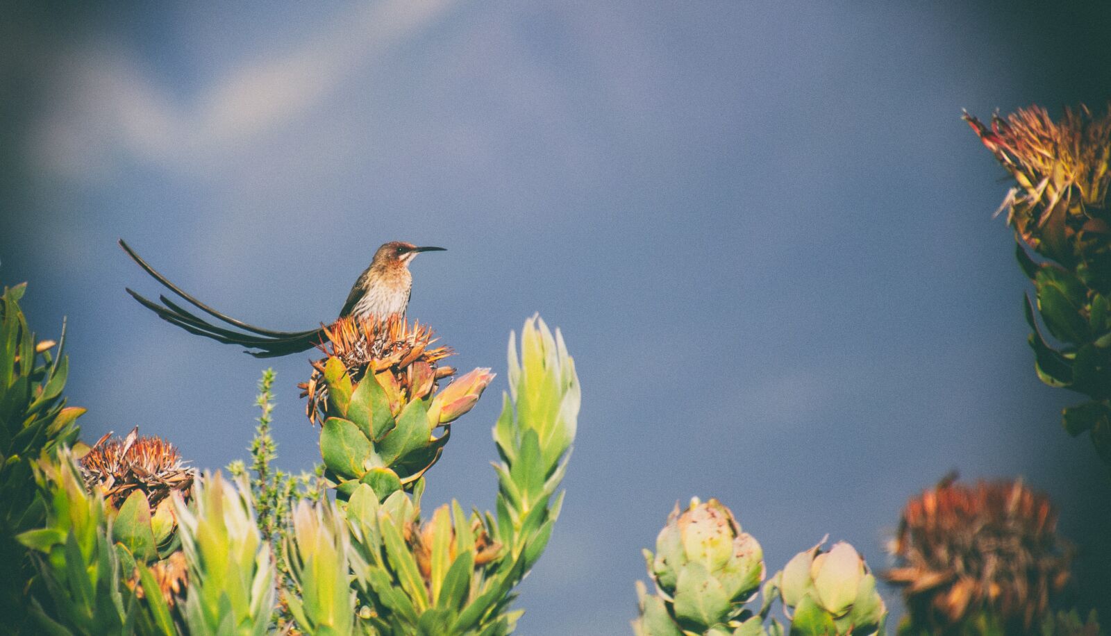 Nikon D7000 sample photo. Bird, fynbos, protea photography