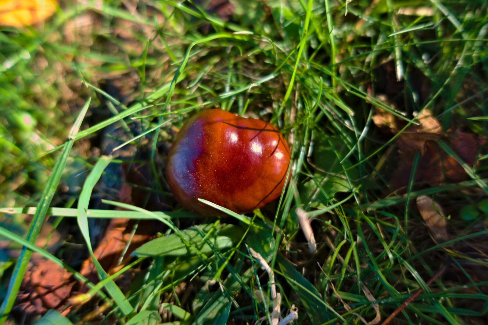 Sony DSC-RX100M5A sample photo. Brown, fall, nature photography
