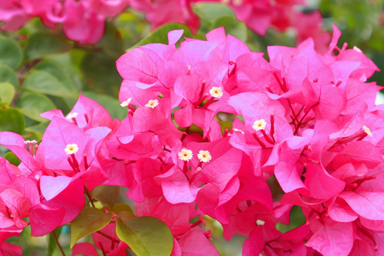 Canon EOS M3 sample photo. Flower, pink, red photography