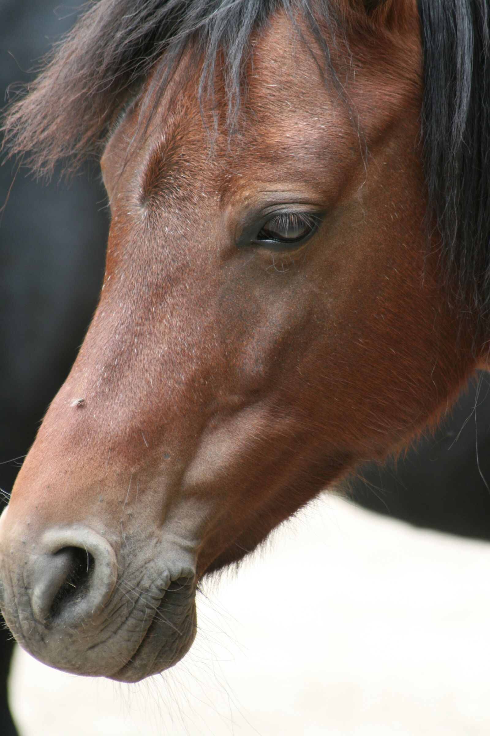 Canon EOS 400D (EOS Digital Rebel XTi / EOS Kiss Digital X) sample photo. Horse, portrait, animals photography