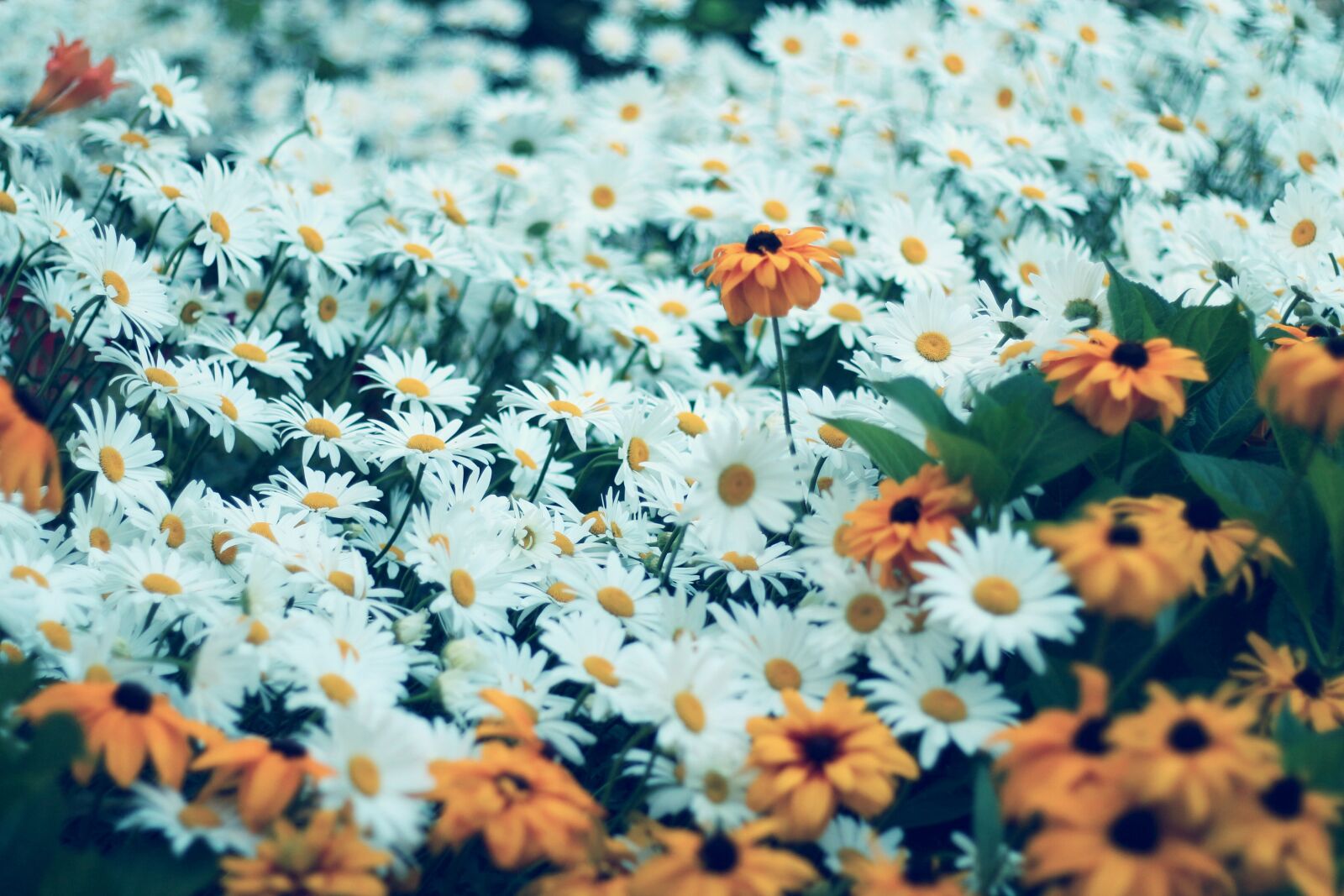 Canon EOS 650D (EOS Rebel T4i / EOS Kiss X6i) + Canon EF 50mm F1.8 II sample photo. Daisy, flower, flowers photography