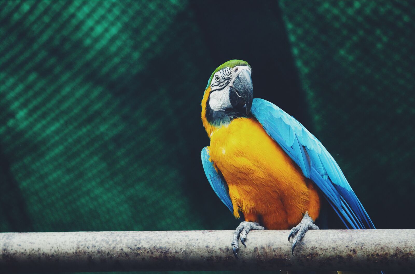 Canon EOS 700D (EOS Rebel T5i / EOS Kiss X7i) sample photo. Parrot, forest, birds photography