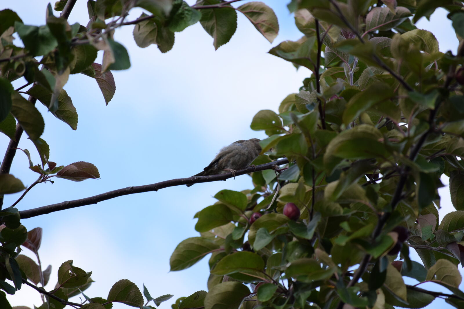 Nikon D3300 sample photo
